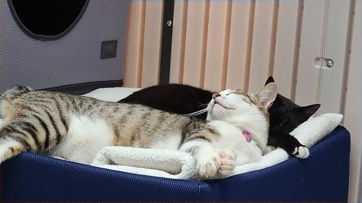 경남의 한 아파트의 길고양이 집.jpg | 인스티즈