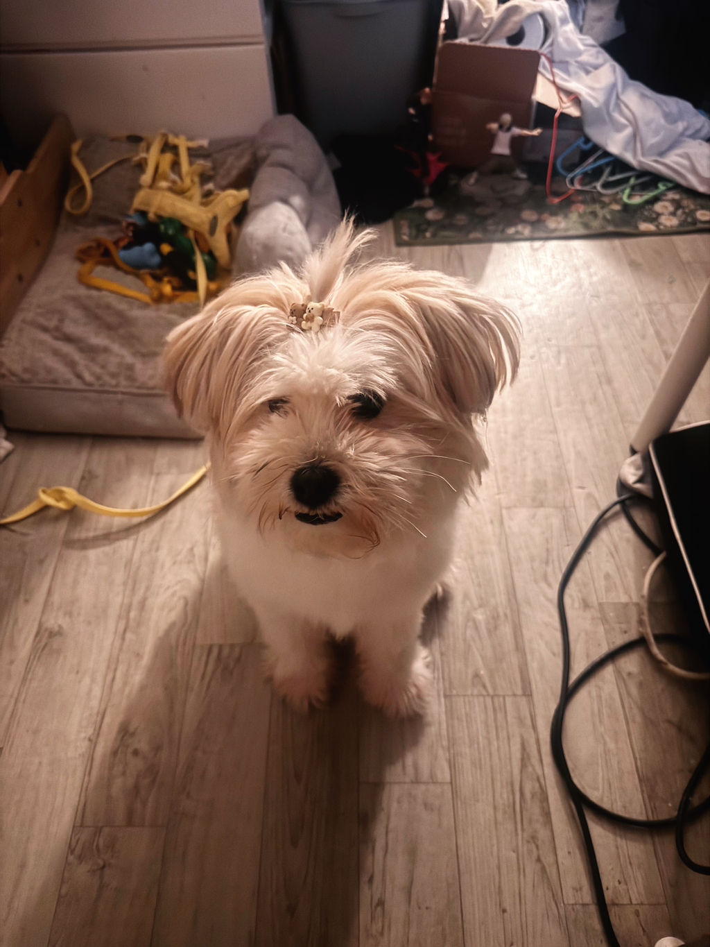 길냥이 길댕이 맘에들면 주워가라길래 주워옴 | 인스티즈