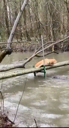 댕댕이들의 우정.gif | 인스티즈