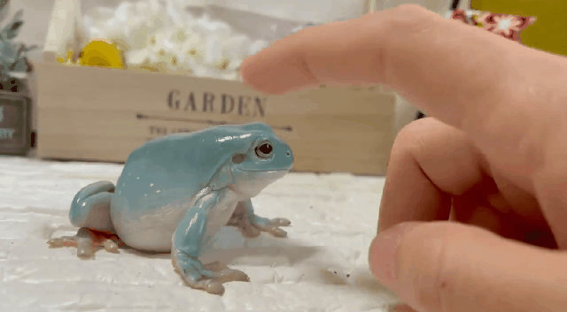 의외로 실존하는 생물 | 인스티즈