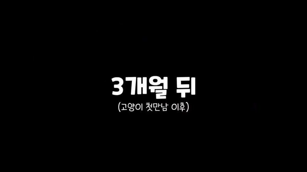[스압주의] 일본인 캣맘 유튜버 2편 - 3천만원짜리 고양이 집 지음 | 인스티즈