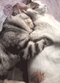 여친이랑 잘때.gif | 인스티즈