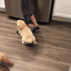 주인 따라다니는 인절미 | 인스티즈