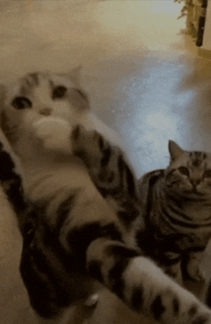 츄르달라고 애원하는 고양이 | 인스티즈