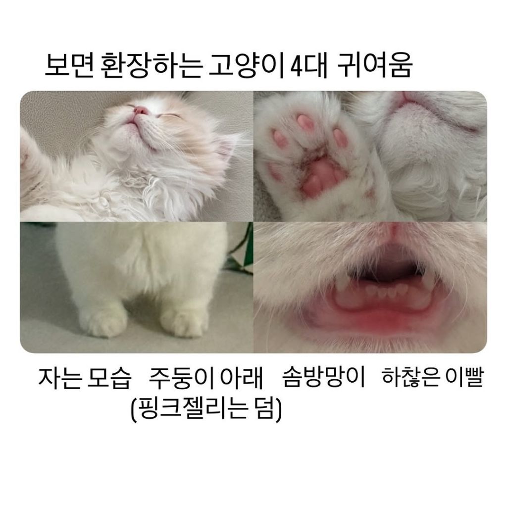고양이 4대 귀여움 | 인스티즈