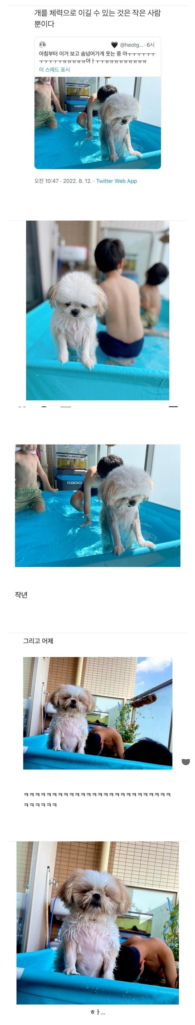 작은사람의 체력에 당했던 강아지 근황 | 인스티즈