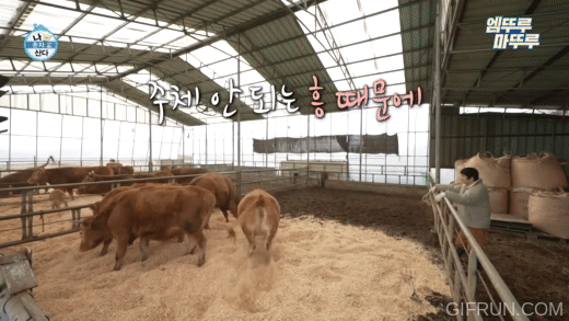 [나혼자산다] 톱밥만 새로 깔아줬을 뿐인데 좋아서 날뛰는 소들 | 인스티즈