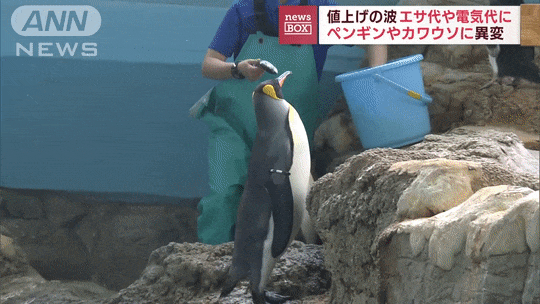 물가 인상 여파를 맞아버린 일본 수족관 근황ㅋㅋㅋㅋㅋㅋ.GIF | 인스티즈