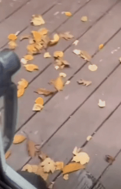 함부로 비버를 집에 들이면 안되는 이유.gif | 인스티즈