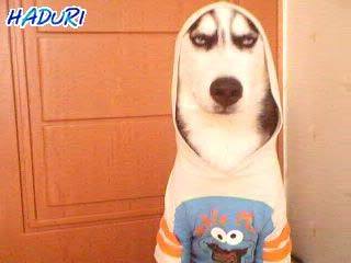 66edb48f2da373e9e4240fb4ff302459c4794040