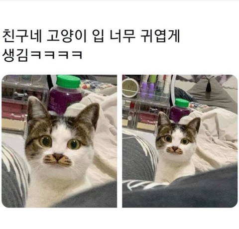 친구네 고양이 입 너무 귀엽게 생김ㅋㅋㅋ | 인스티즈