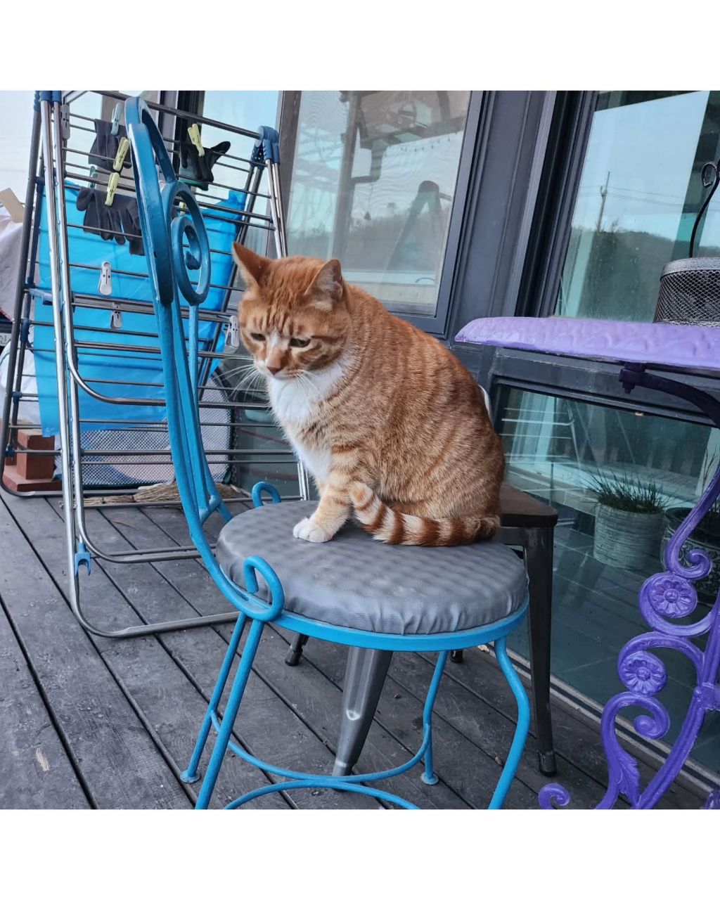 좀비딸에 나오는 고양이 | 인스티즈