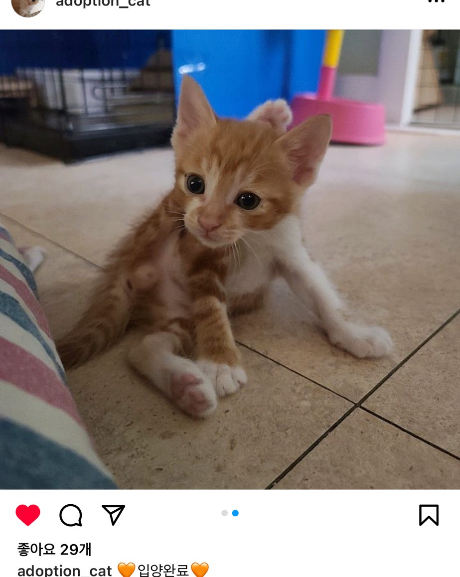 길냥이 길댕이 맘에들면 주워가라길래 주워옴 | 인스티즈