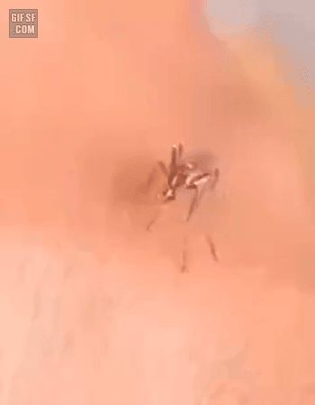 피 빨고 싶은 모기 | 인스티즈