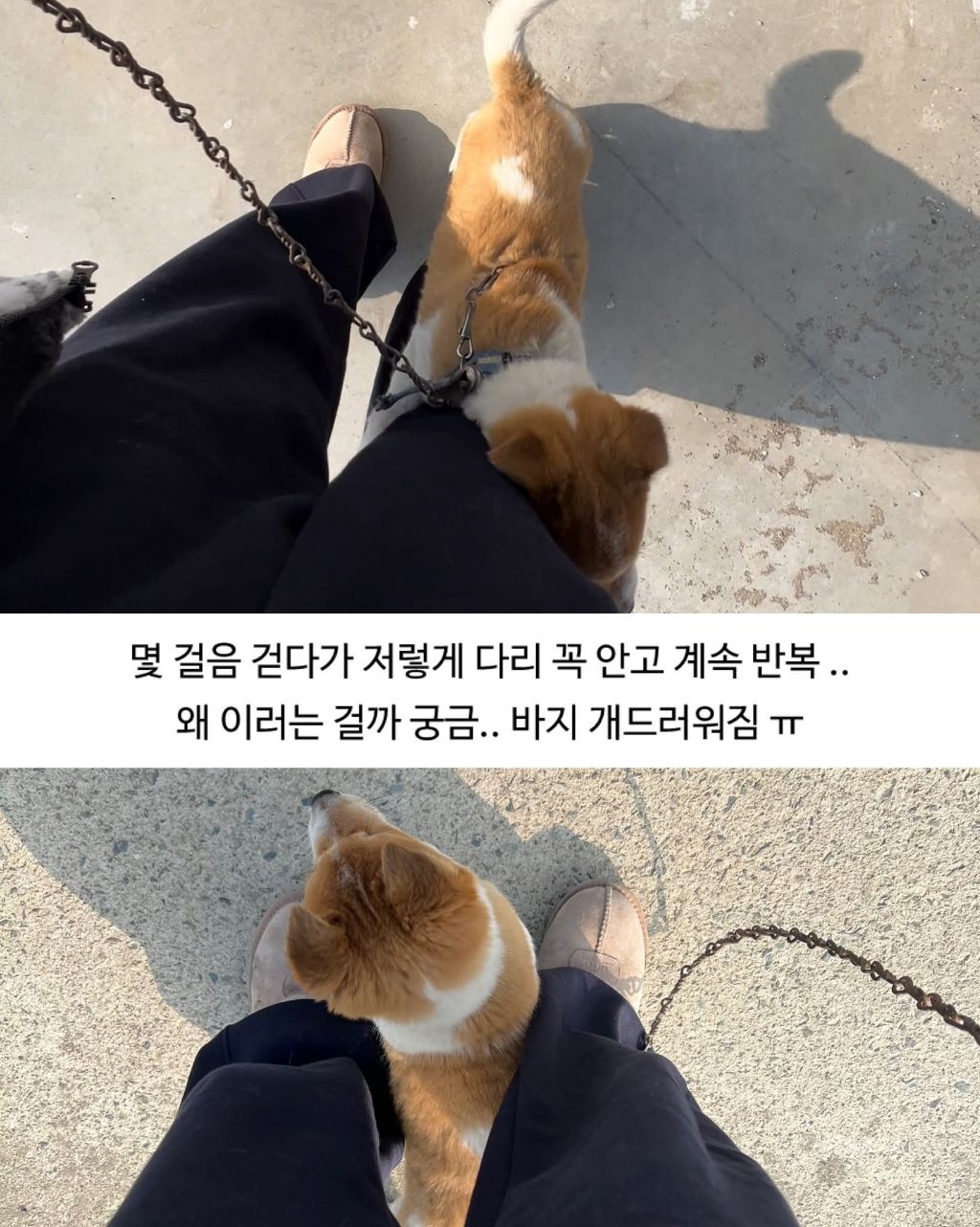 할머니집 시골개 산책시켜줌 | 인스티즈