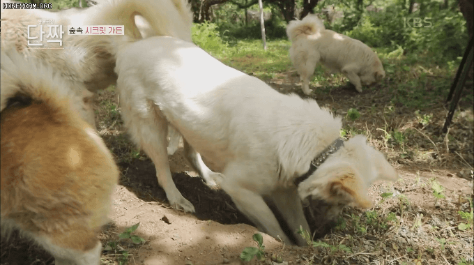 개들이 땅을 파는 이유...GIF | 인스티즈
