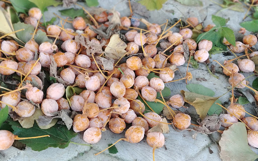 슬슬 길거리에서 냄새 풍길 준비하는 새끼...JPG | 인스티즈