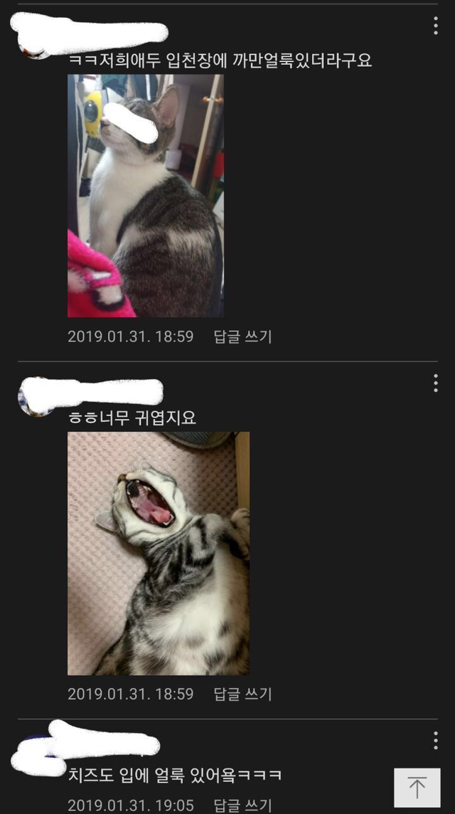 고양이는 입 안에도 얼룩무늬 있음.jpg | 인스티즈