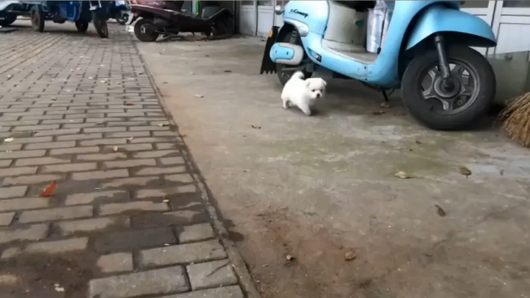 뚱땅뚱땅 걸어가는 아기 댕댕이.gif | 인스티즈