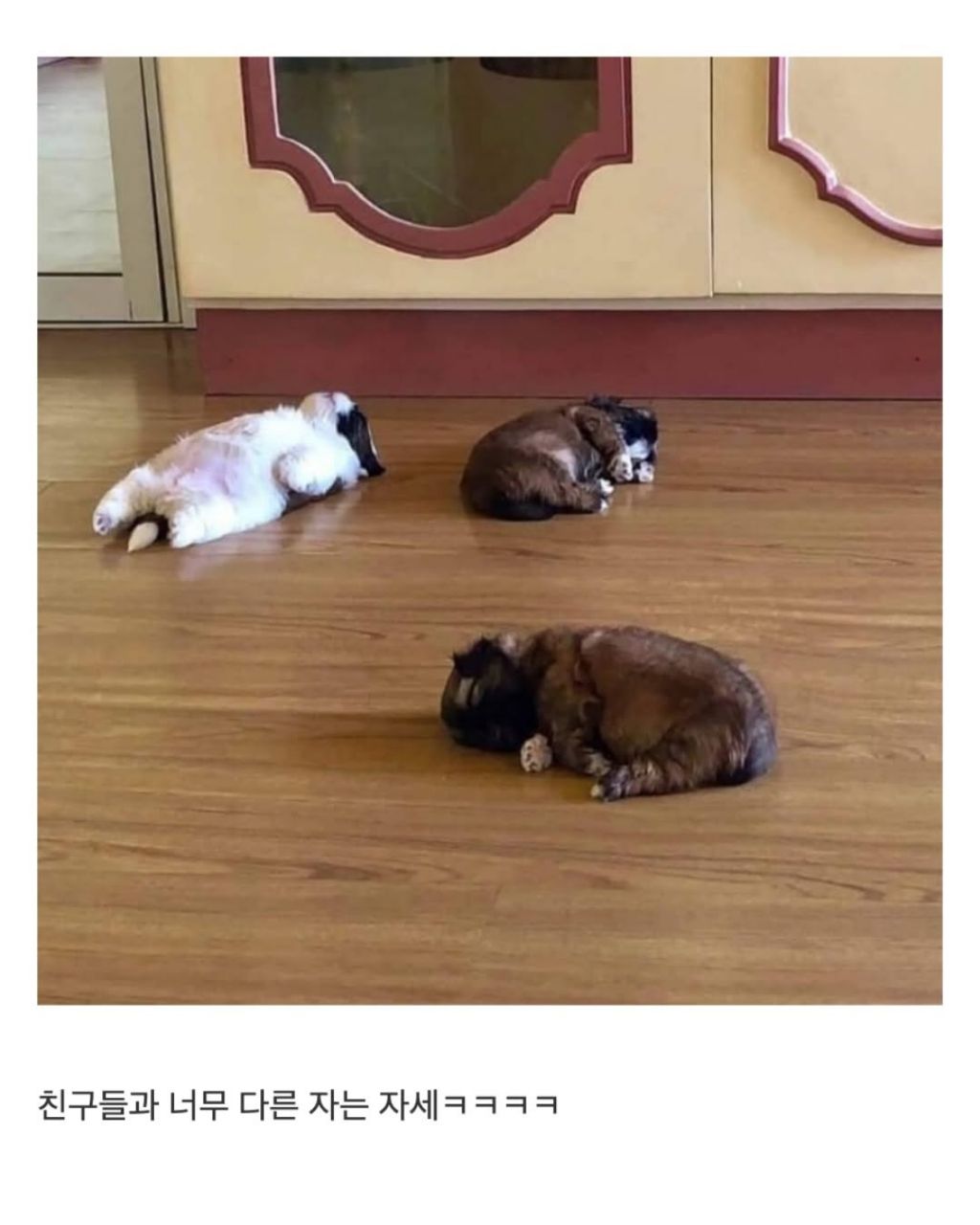 새끼 강아지때만 할수있다는자세 | 인스티즈