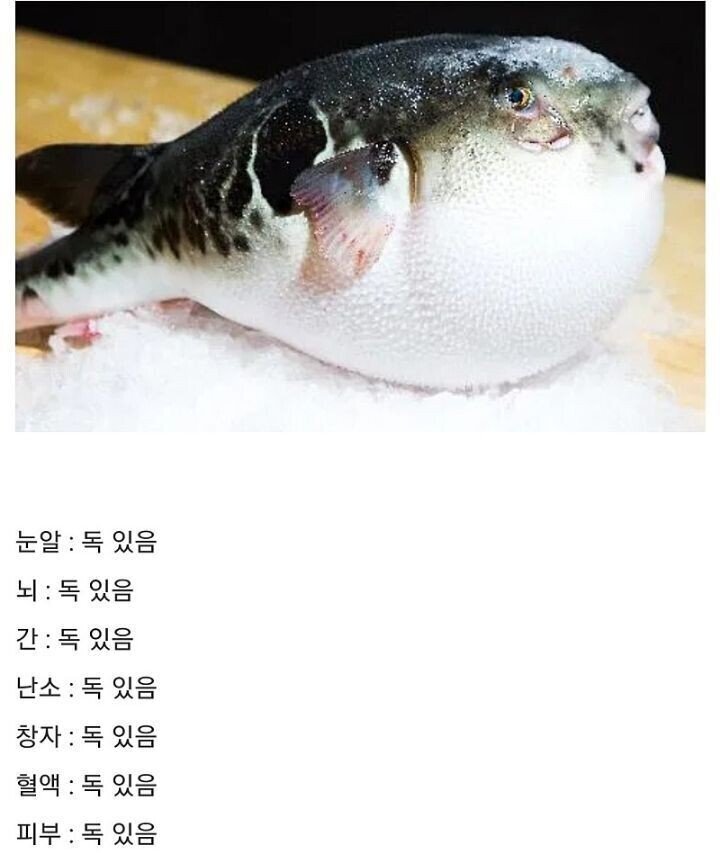 인간이 도저히 이해가 안되는 동물 | 인스티즈