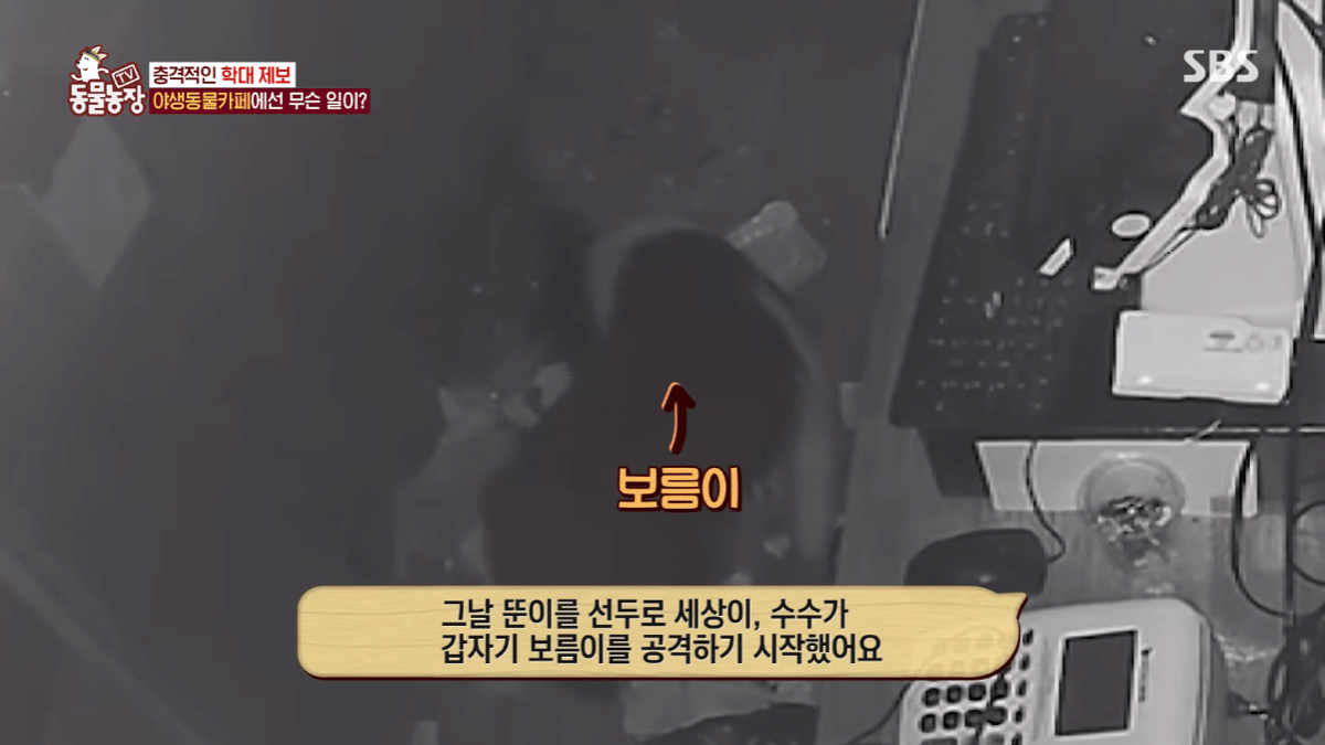 현재 난리난 동물농장에 나온 동물카페 사장.jpg | 인스티즈