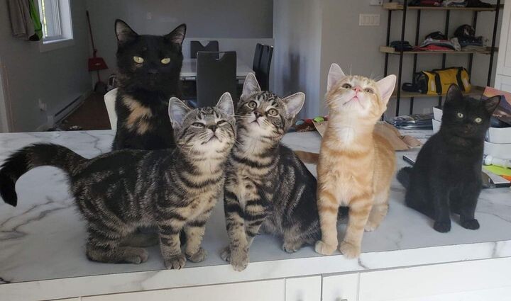 새끼 고양이 .jpg | 인스티즈