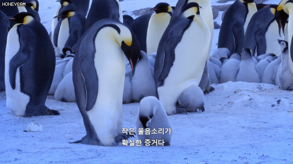 친자확인후 먹이주는 황제펭귄.gif | 인스티즈