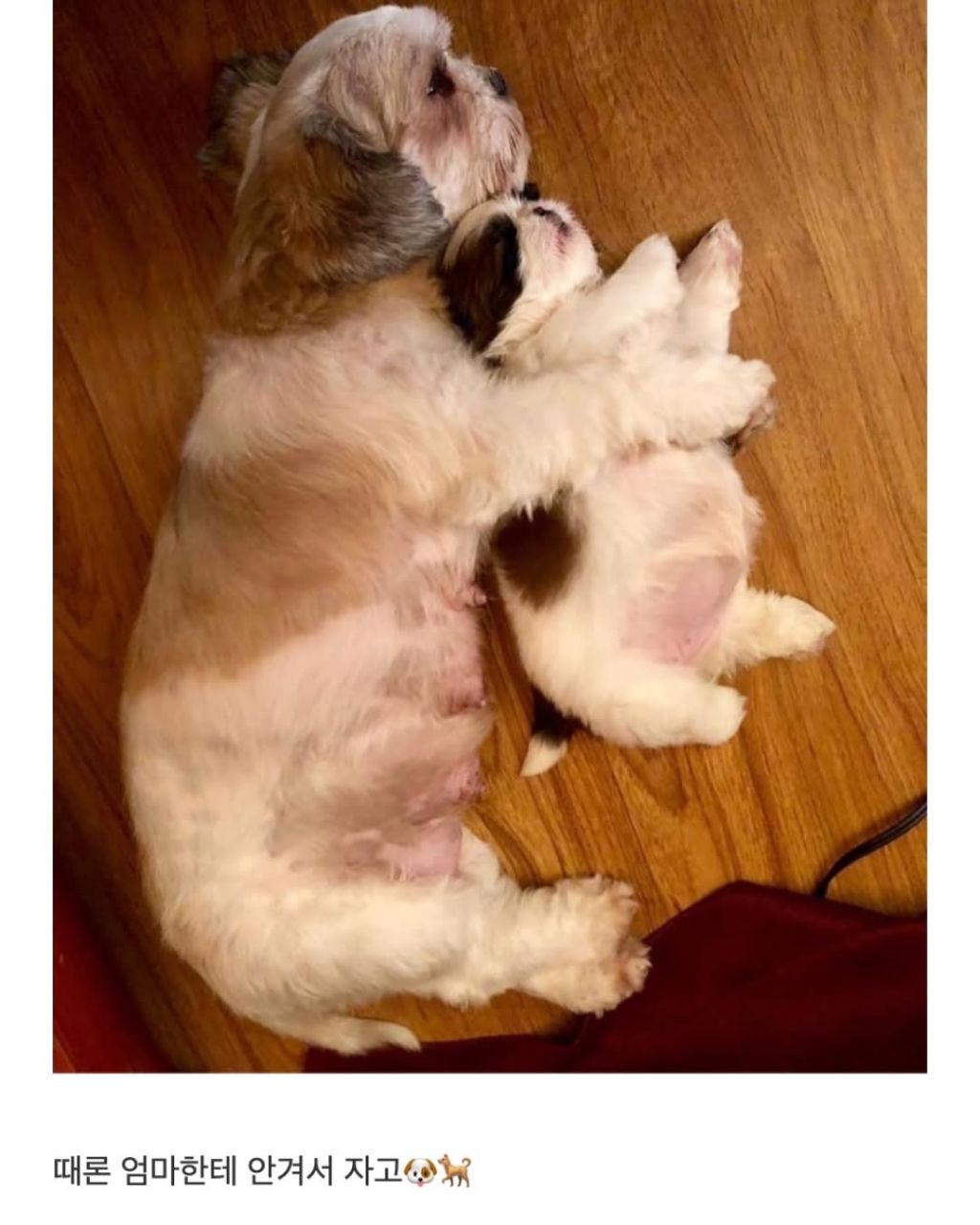 새끼 강아지때만 할수있다는자세 | 인스티즈