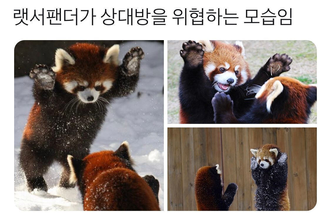 이 동물 분양이 쉬운 동물 이었으면 강아지 인기 딴다 vs 못딴다 | 인스티즈