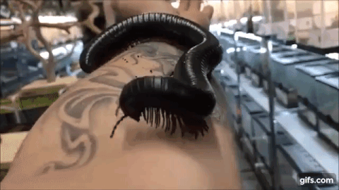 (혐혐주의) 맨손으로 잡고 1분 버티면 돈 줌. 내가 번 금액은?? | 인스티즈