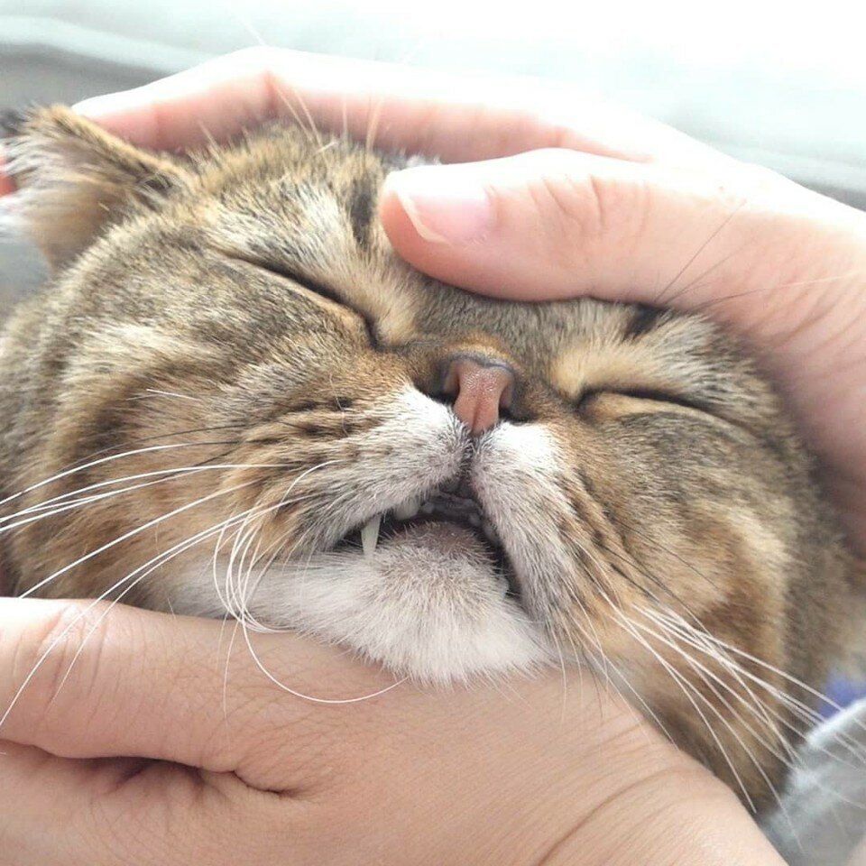크림히어로즈 루루애오.jpg | 인스티즈