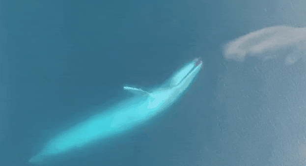 경이로운 고래의 모습들 | 인스티즈