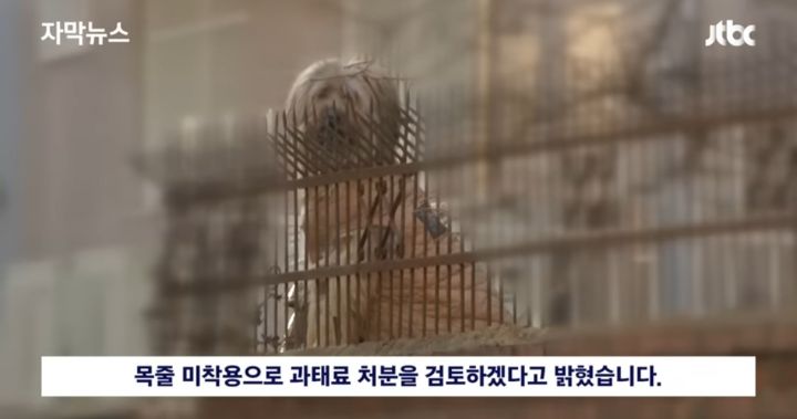 우리 개는 사람은 안물어 | 인스티즈