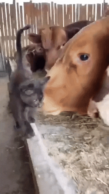 커서 소대장이 된 고양이 | 인스티즈