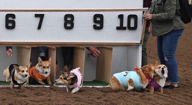 웰시코기 달리기 대회 | 인스티즈