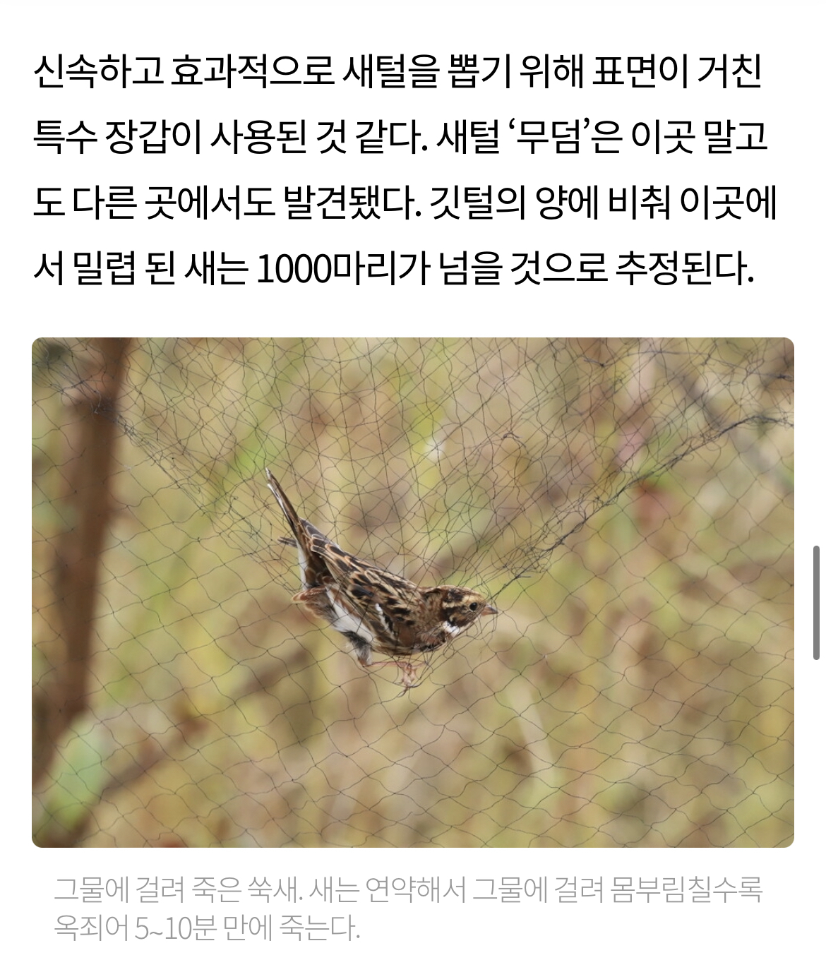 최근 남양주에서 참새고기로 1000여마리 산새들을 밀렵하는 현장 발견. 밀렵과 남획, 농약 살포, 서식지교란으로 산새들 점점 사라져 | 인스티즈