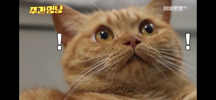 아빠바라기 고양이 | 인스티즈