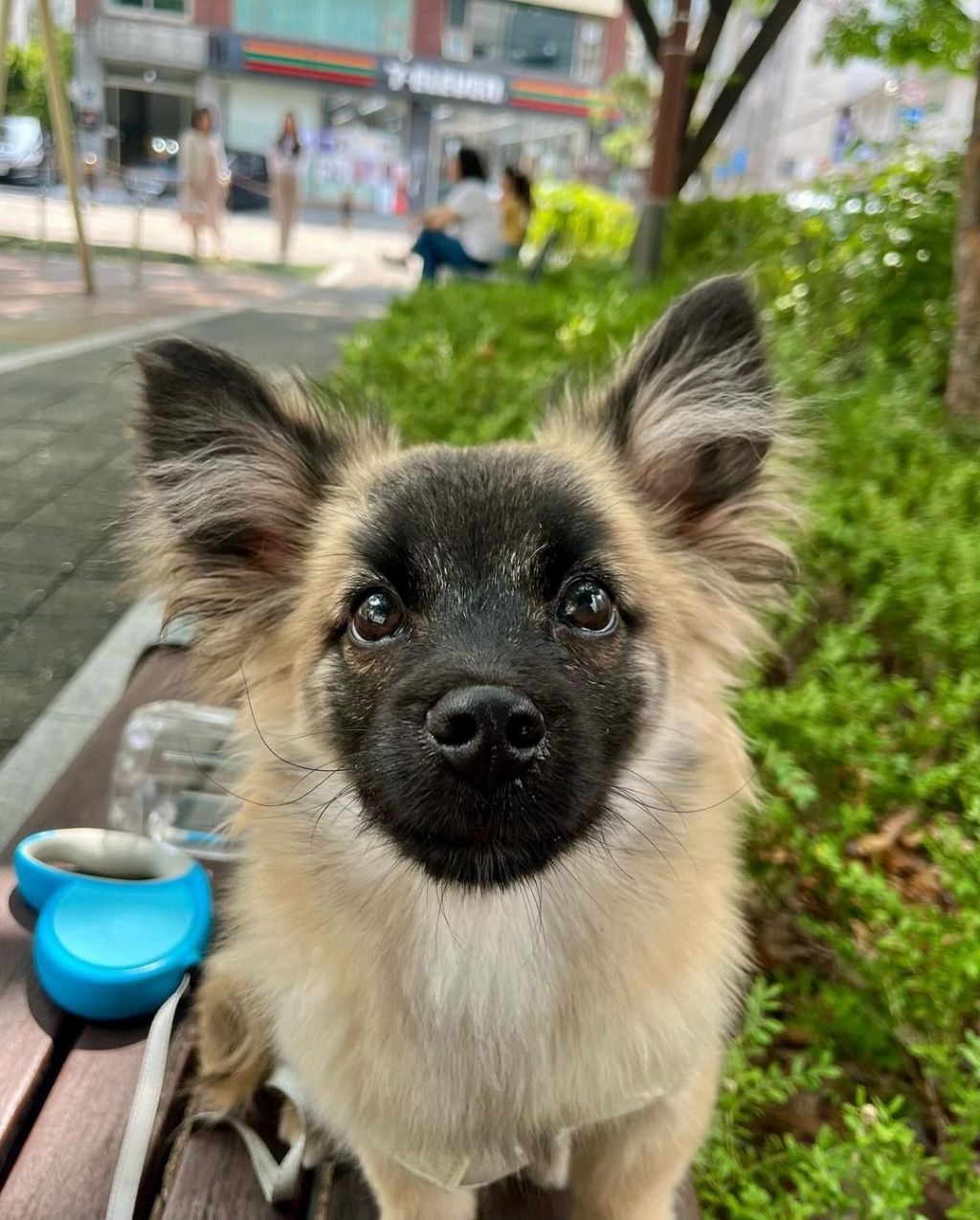 단 며칠만에 인스타 27만 팔로워 찍은 강아지 못생긴 노을이 | 인스티즈