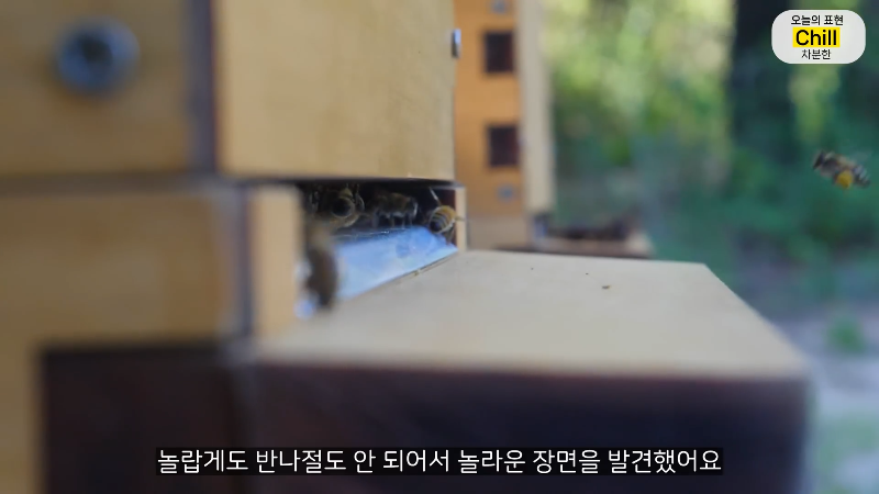 양봉 시작한 올리버쌤 근황.jpg | 인스티즈