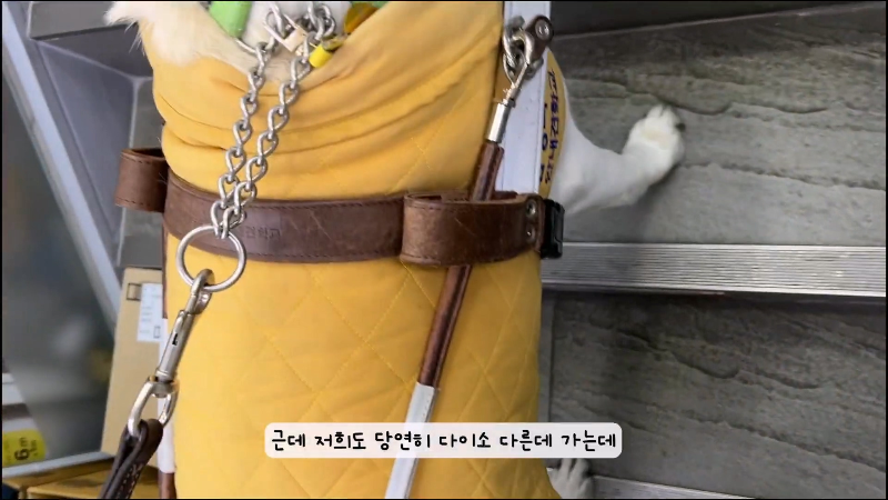 시각장애 안내견 출입을 꺼리는 다이소 직원.jpg | 인스티즈
