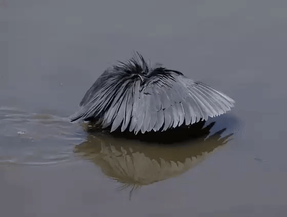 검은해오라기의 사냥법 | 인스티즈