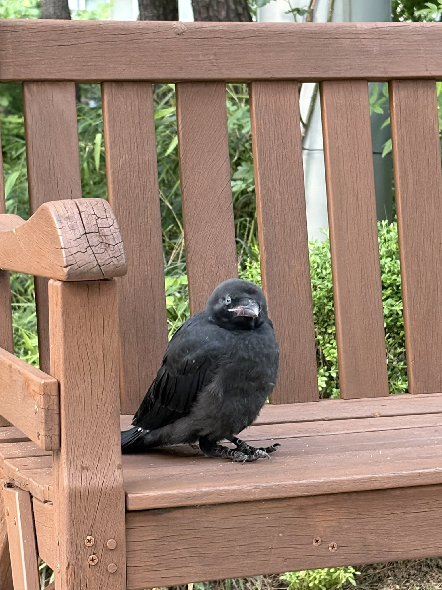 벤치에 멍하니 앉아있는 까마귀.jpg | 인스티즈