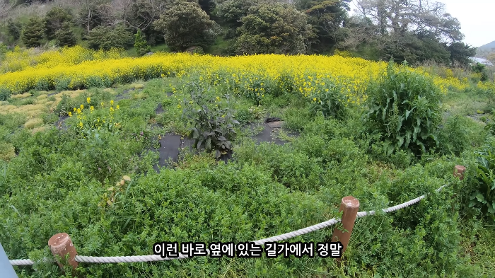 [사진100장스압] 고양이가 자연생태계에 끼치는 심각한 영향 | 인스티즈