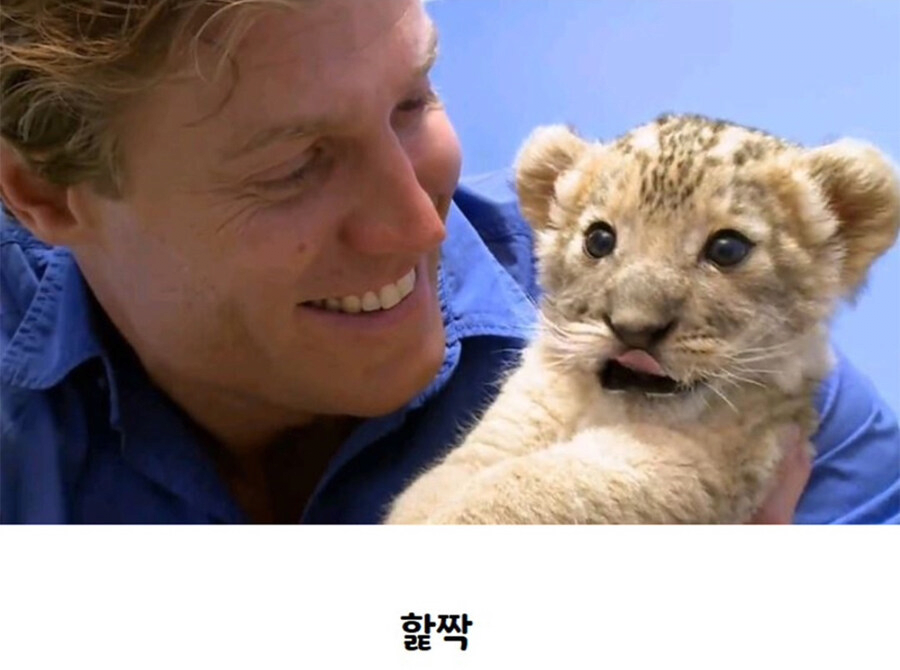 아기사자 이미지