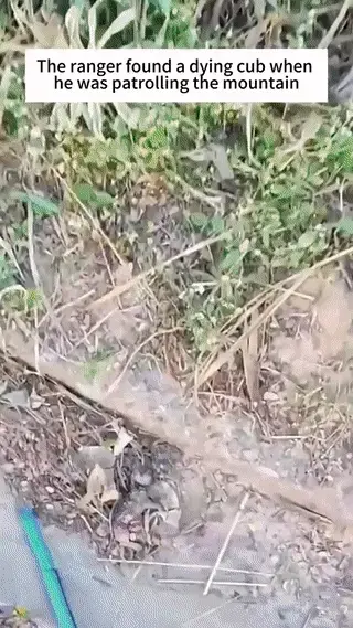 죽어가던 고양이 주움.gif | 인스티즈
