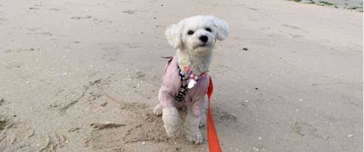 강아지랑 제주도여행 가지마라 | 인스티즈