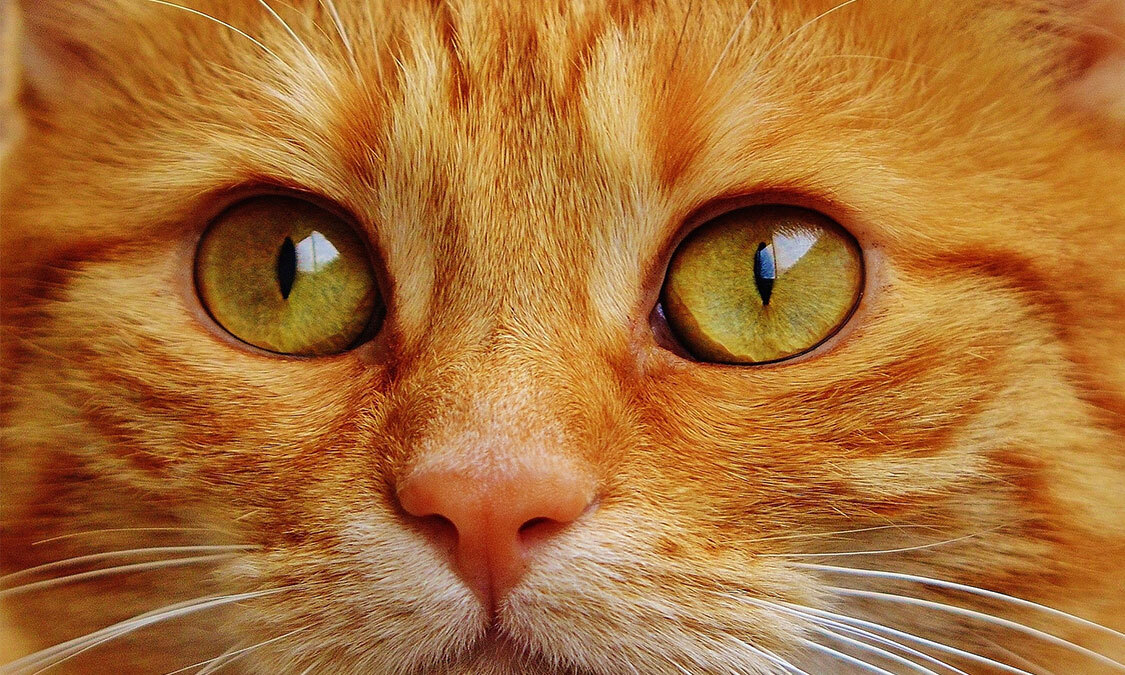 눈으로 보는 고양이 기분 | 인스티즈