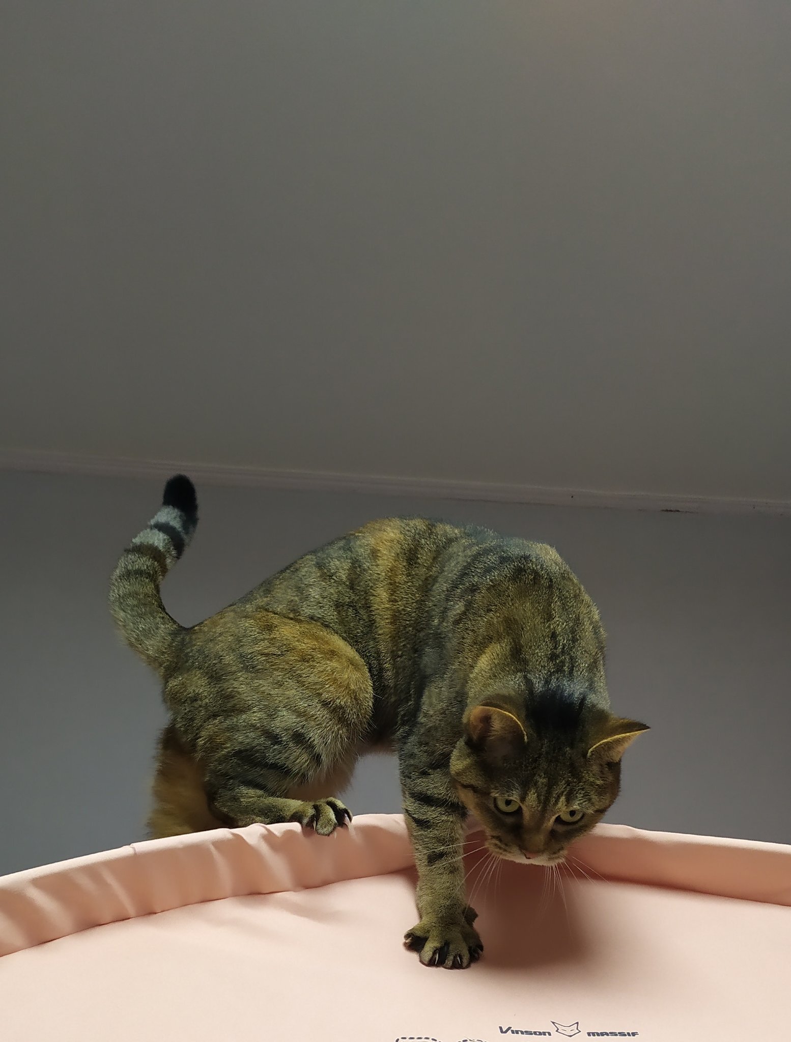 조상님의 고양이묘사는 사실적이었다 | 인스티즈