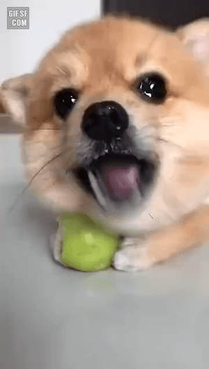 대추먹는 댕댕이 | 인스티즈